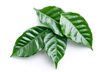 Wall Mural - Green coffee leaves isolated on a white background, ai