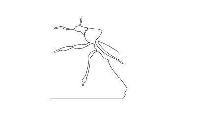 Wall Mural - One continuous line drawing of 
insect video illustration. Animal insect themes design concept in simple linear style. Sensory organs used for touch, smell, and sometimes taste. good for education.