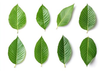 Wall Mural - Walnut leaves collection. Leaves top view isolated. Green walnut leaf on white background. Flat lay leaf with clipping path. Full depth of field. Perfect not AI walnut leaf, true photo, ai