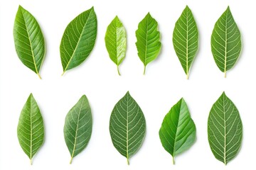 Wall Mural - Walnut leaves collection. Leaves top view isolated. Green walnut leaf on white background. Flat lay leaf with clipping path. Full depth of field. Perfect not AI walnut leaf, true photo, ai