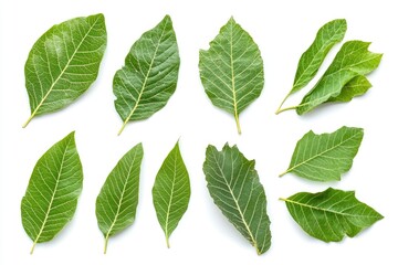 Wall Mural - Walnut leaves collection. Leaves top view isolated. Green walnut leaf on white background. Flat lay leaf with clipping path. Full depth of field. Perfect not AI walnut leaf, true photo, ai