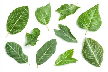 Wall Mural - Walnut leaves collection. Leaves top view isolated. Green walnut leaf on white background. Flat lay leaf with clipping path. Full depth of field. Perfect not AI walnut leaf, true photo, ai