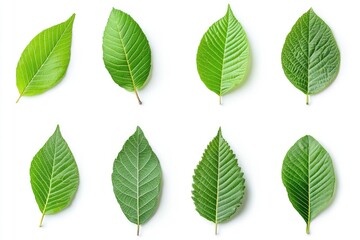 Wall Mural - Walnut leaves collection. Leaves top view isolated. Green walnut leaf on white background. Flat lay leaf with clipping path. Full depth of field. Perfect not AI walnut leaf, true photo, ai