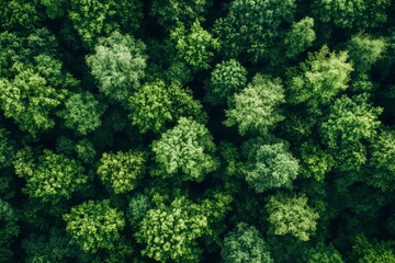 Wall Mural - Verdant Canopy Aerial View of Dense Green Forest Symbolizing Ecological Health, ai