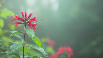 Wall Mural - Red Flower with Dew Drops in Green Forest