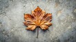 © Saksakon - Dried grape leaf on concrete floor