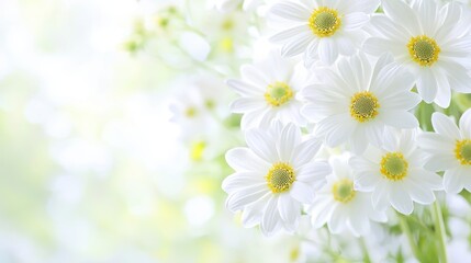 Poster - White Daisies with Yellow Centers and Soft Bokeh Background