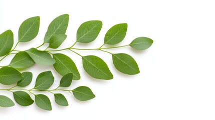 Sticker - Green leaves on white background  nature  botany  foliage  branch  sprig  fresh  organic  spring  summer  growth  natural  plant  flora  leaf  greener