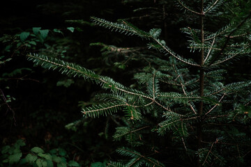 Close-up view of evergreen tree branches showcasing lush green needles in a dense forest area during daytime