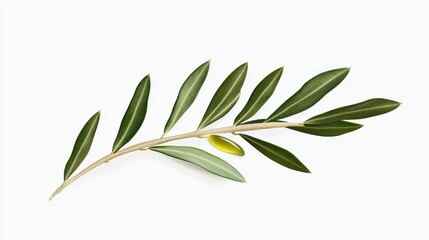 Canvas Print - Olive Branch with Olive on White Background