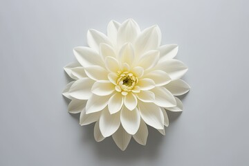 Wall Mural - Elegant Soft White Flower Petals on Clean White Background