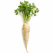 © Ilham - parsley root isolated on white. the entire image in sharpness