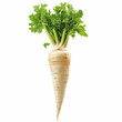 © Ilham - parsley root isolated on white. the entire image in sharpness