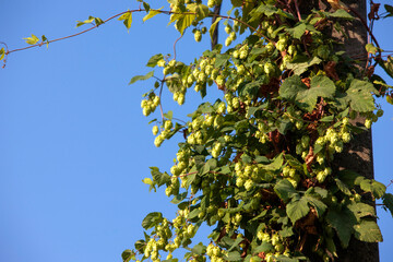 Humulus