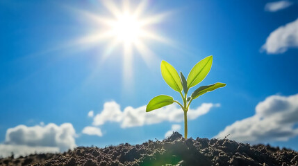 Wall Mural - Young plant growing under bright sunlight and blue sky. Concept of growth and new beginnings