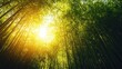© Kitta Studio - A serene bamboo forest illuminated by warm sunlight, creating a peaceful and refreshing natural atmosphere.