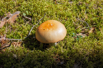 small mushroom in the green summer forest