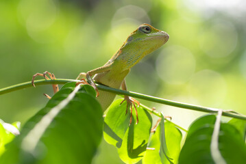 Wall Mural - Bronchocela jubata, commonly known as the maned forest lizard