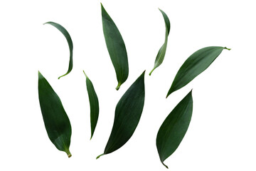 set of green leaves. green leaves png for design and motion design. collection of green leaves. bota