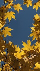 Poster - Yellow maple leaves background.