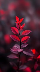 Canvas Print -  A tight shot of a red-leafed plant against a backdrop of black and red Background features a blurred image