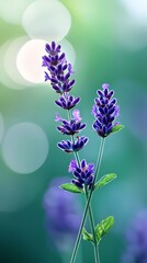 Canvas Print -  A few purple blooms atop a verdant foliage plant against a backdrop of azure sky