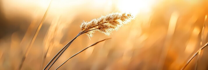 Poster -  A tight shot of a plant, long grass at forefront, sun illuminating background grass