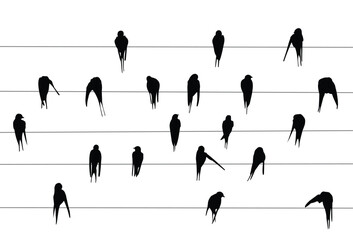 Sticker - Silhouettes of swallows on a wire.
