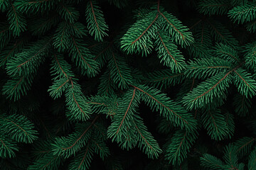 Dense Lush green pine tree branches, natural textured pattern, dark moody winter nature background. Evergreen needles, seasonal holiday, Xmas, Noel. Christmas concept backdrop.