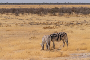 Telephoto shot of two Burchell's Plains zebras -Equus quagga burchelli- grazing on the plains of Etosha National Park, Namibia.