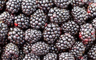 Blackberry berries. Fresh ripe blackberries as background, top view. Juicy ripe black berries in a heap. Texture of blackberries close-up.