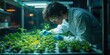 © Nattadesh - Scientist nurturing young plants in a controlled environment, emphasizing research and horticulture innovation.