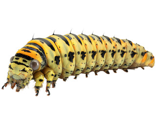 bright yellow and black caterpillar with transparent background and copy space for text