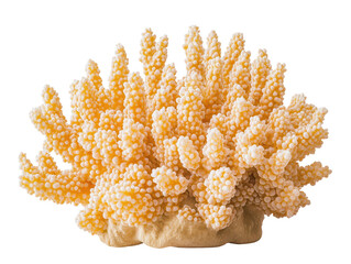 Wall Mural - yellow coral cluster on a transparent background with copy space for text