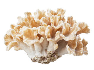 Wall Mural - beige coral branch on a transparent background with copy space for text