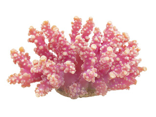 Wall Mural - pink coral branch on a transparent background with copy space for text