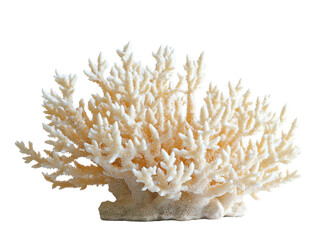 Wall Mural - ivory coral branch on a transparent background with copy space for text