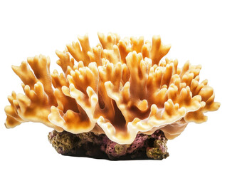 Wall Mural - brown coral branch on a transparent background with copy space for text