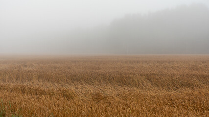 landscape with a field of crops in the morning fog, early summer morning, mist