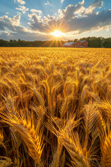 Aufkleber - A rural field of tall, golden corn under a bright, cloudless blue sky,