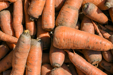 A bunch of carrots. Carrot harvest. Top view of a pile of carrots.