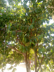 tree with fruits