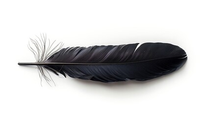 feather of a bird on a white background close-up macro