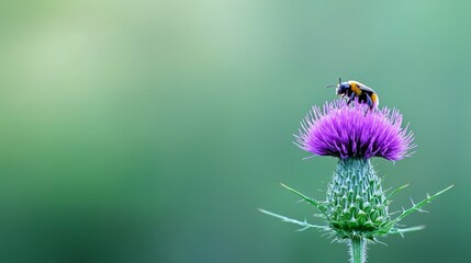  Two bees perch on a purple flower against a blurred background of green and blue hues