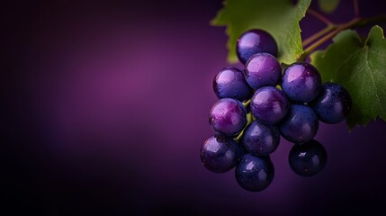 Wall Mural -  A tight shot of juicy grapes bunched on a green vine against a deep purple backdrop, adorned with water droplets