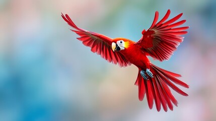  A red parrot flies through the air, wings spread wide, head turned to one side