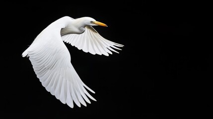 Wall Mural -  A white bird soars in the sky, wings extended, head raised