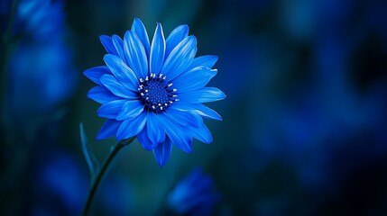 Wall Mural -  A tight shot of a single blue bloom against a hazy backdrop of blue blossoms in the foreground, and a soft, indistinct expanse of similar flowers in the