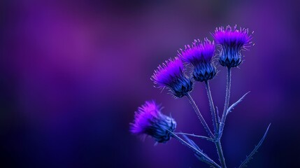 Wall Mural -  A purple flower cluster against a purple-black backdrop; hazy, violet sky behind