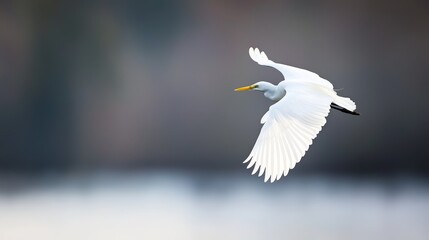 Wall Mural -  A white bird with a yellow beak flies above a tranquil body of water, surrounded by trees in the background